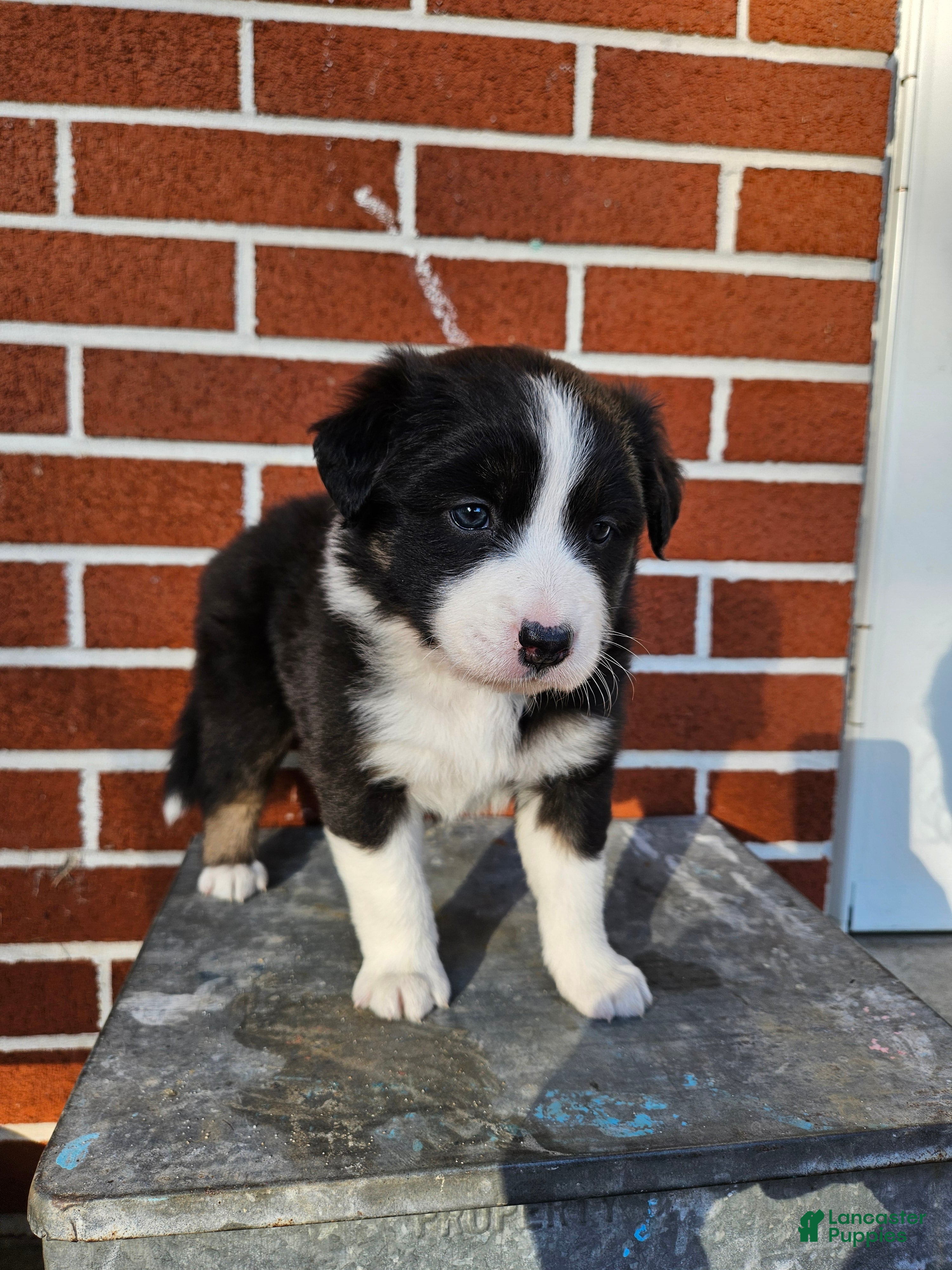 Mixed Breed dogs Taffy - Ad 22