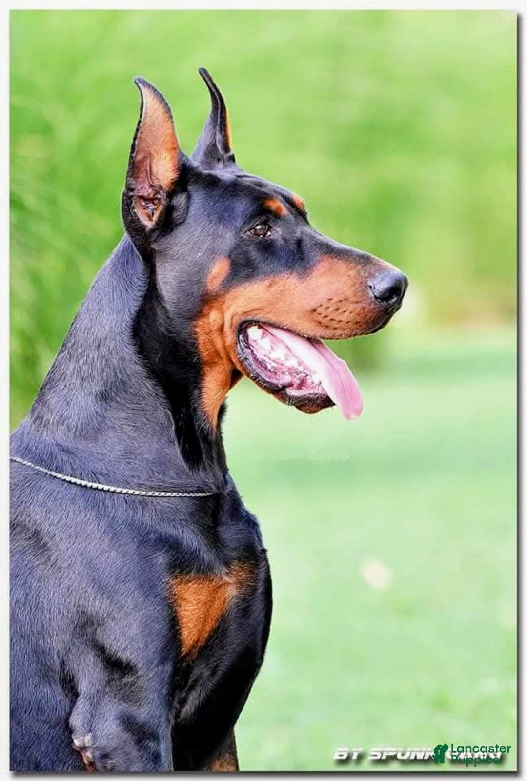 Doberman Pinscher dogs for sale: Pepper Jack - Ad 5