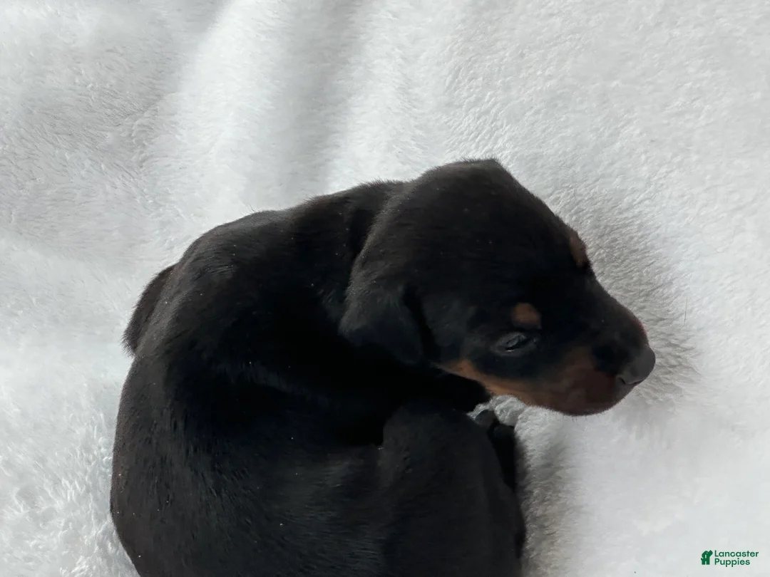 Doberman Pinscher dogs for sale: The only blk boy of the litter  - Ad 2
