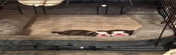 Boston Terrier dogs for sale: Pebbie - Ad 8