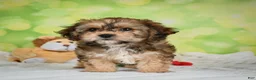 Cavachon dogs for sale: Jackson - Ad 10