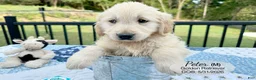 Golden Retriever dogs for sale: Peter - Ad 3