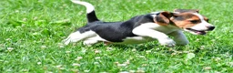 Beagle dogs for sale: Carson - Ad 8