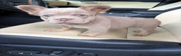 French Bulldog dogs for sale: French Bulldog 5 - Ad 9