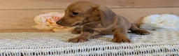Miniature Dachshund dogs for sale: Hendrix  - Ad 8