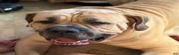South African Boerboels dogs for sale: South African Boerboels 2 - Ad 4