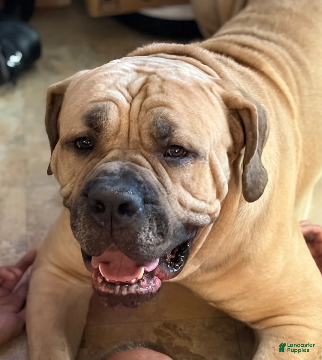 South African Boerboels dogs for sale: South African Boerboels 2 - Ad 4