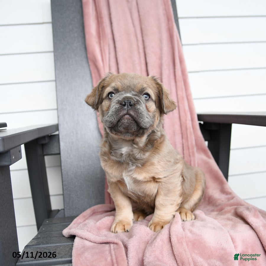French Bulldog dogs Trouper - Ad 2