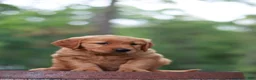 Golden Retriever dogs for sale: Bailey - Ad 4