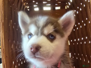 Pomsky dogs Winifed - Ad 1