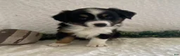 Australian Shepherd dogs for sale: Rowdy - Ad 5