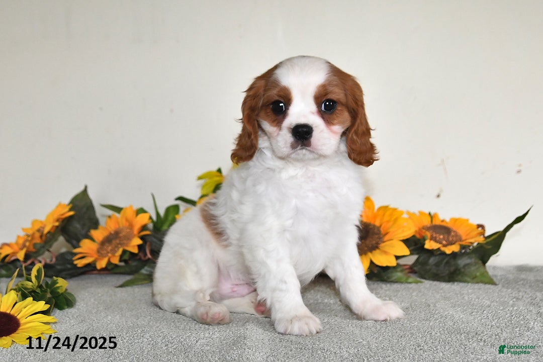 Cavalier King Charles Spaniel dogs for sale: Charlie - Ad 1