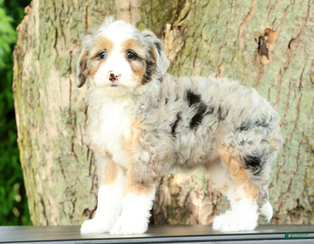 Mini Bernedoodle dogs Beauty - Ad 1