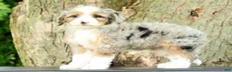 Mini Bernedoodle dogs for sale: Beauty - Ad 1