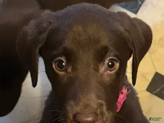 Labrador Retriever dogs for sale: Labrador Retriever pink - Ad 2