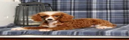 Miniature Poodle dogs for sale: Xoey (Irish Spotting) - Ad 4