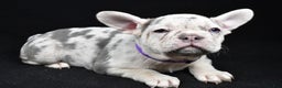 French Bulldog dogs for sale: Bonnie  - Ad 2