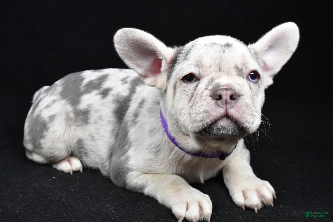 French Bulldog dogs for sale: Bonnie  - Ad 2