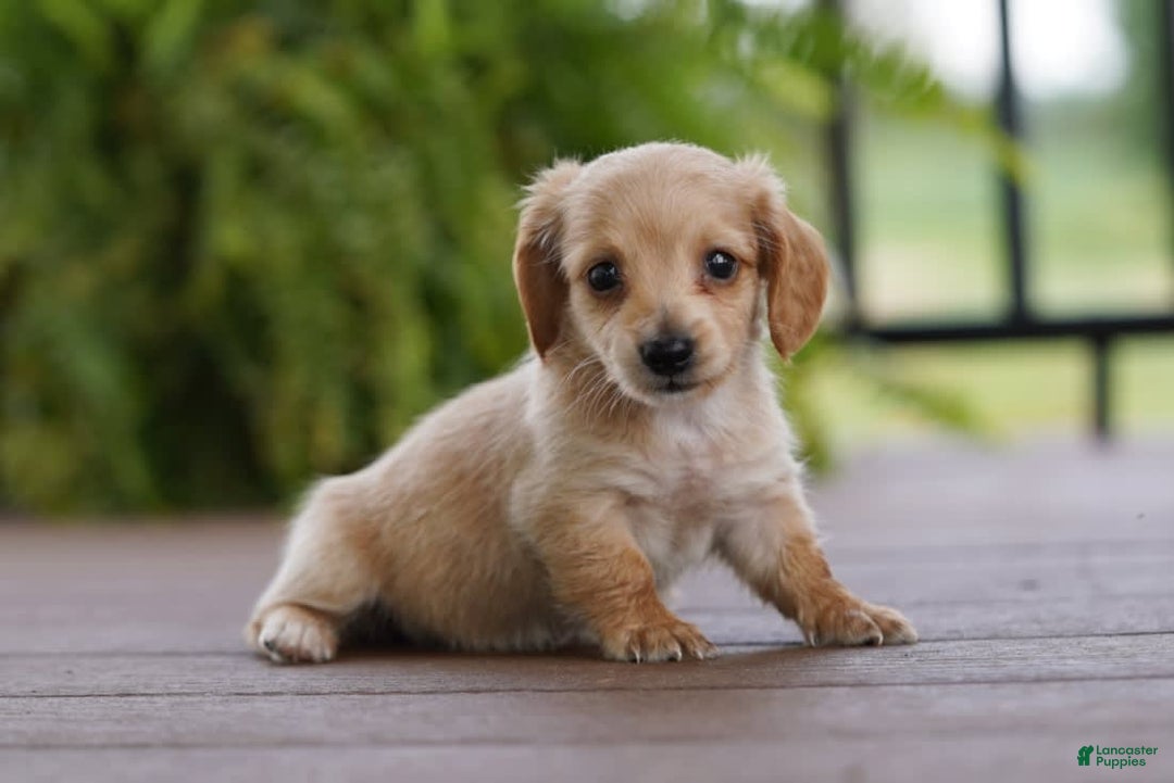 Golden Dachshund Dog Miniature Dachshund Puppies For Sale In