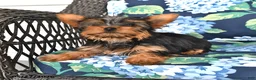 Yorkshire Terrier dogs for sale: Taffy - Ad 4
