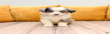 Tiny