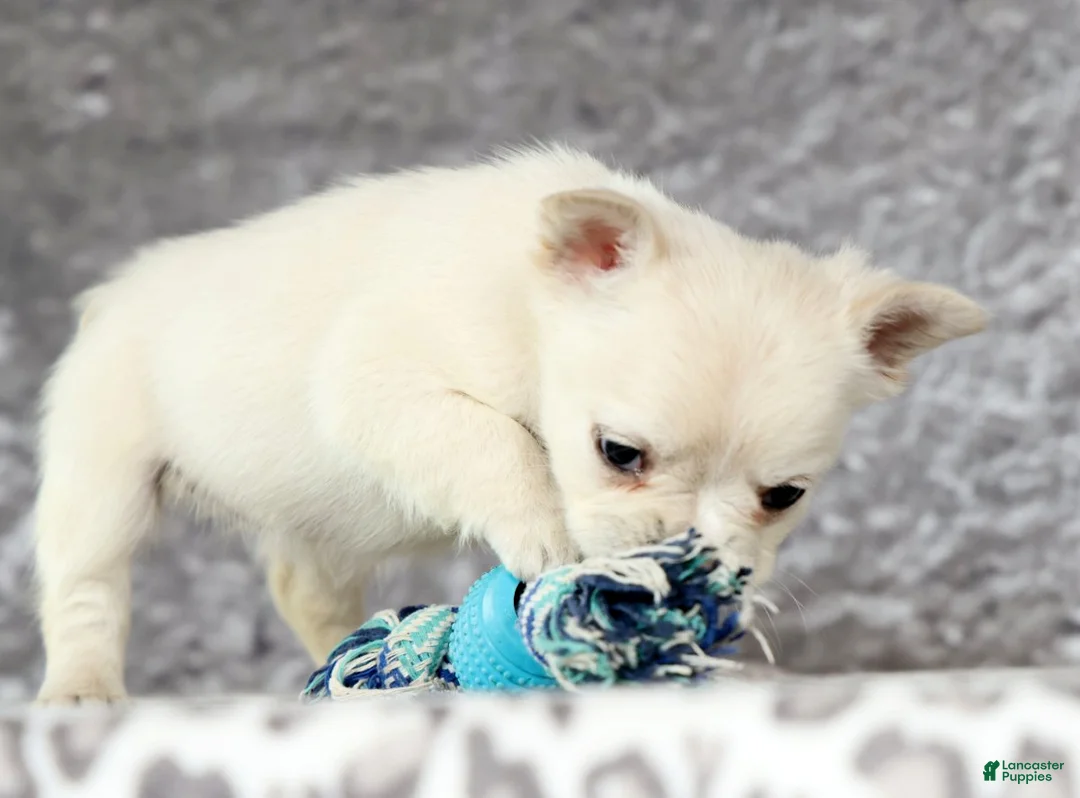 French Bulldog dogs for sale: Nora - Ad 8