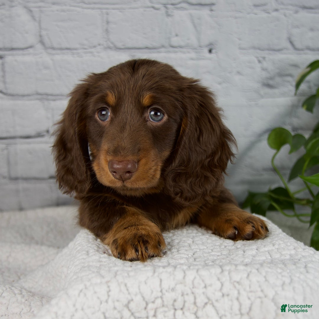 Miniature Dachshund dogs for sale: Manning - Ad 10