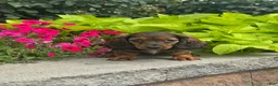 Miniature Dachshund dogs for sale: Dolly - Ad 4