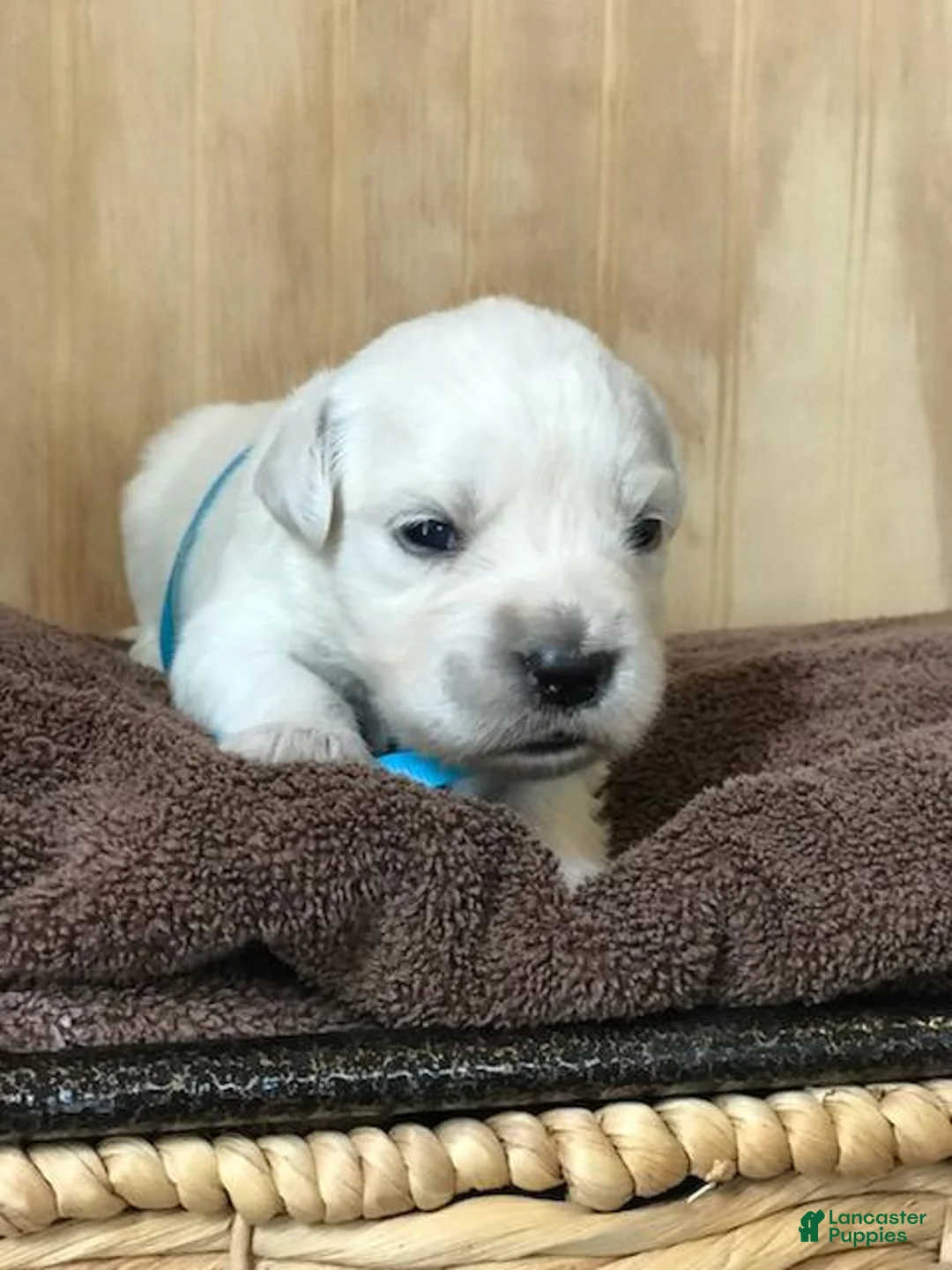 Golden Retriever dogs for sale: Miss Teal  - Ad 1