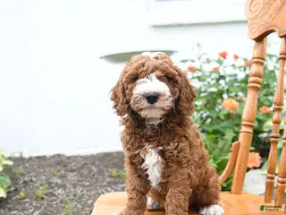 Mini Goldendoodle dogs for sale: Lenny - Ad 2