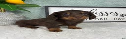 Miniature Dachshund dogs for sale: Drake - Ad 2