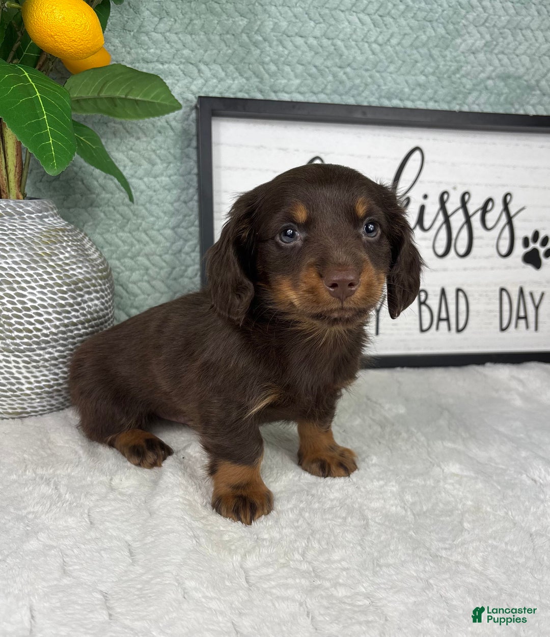 Miniature Dachshund dogs for sale: Drake - Ad 2