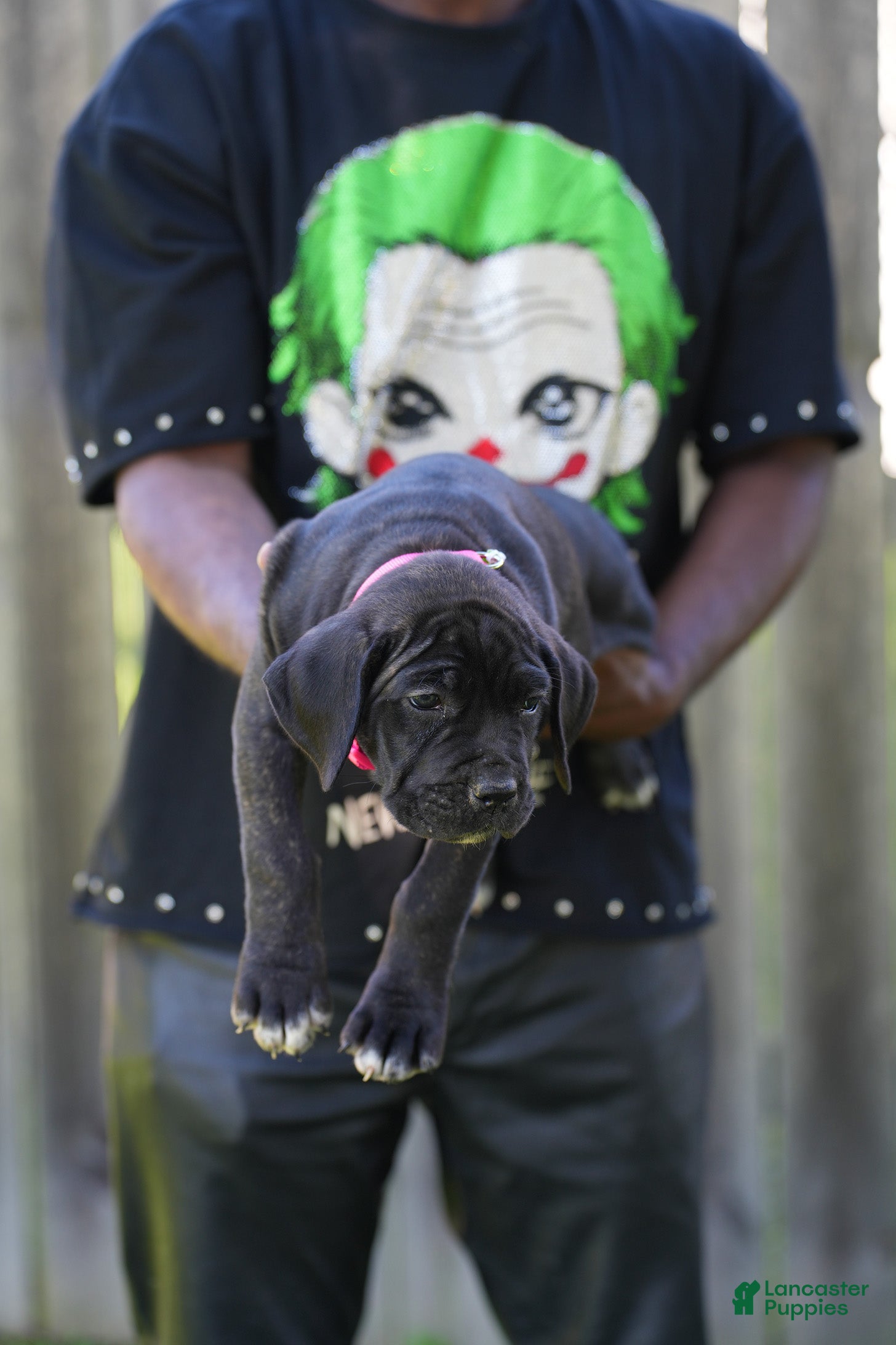 Cane Corso