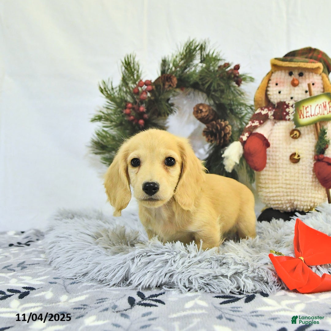 Miniature Dachshund dogs for sale: Ollie - Ad 12