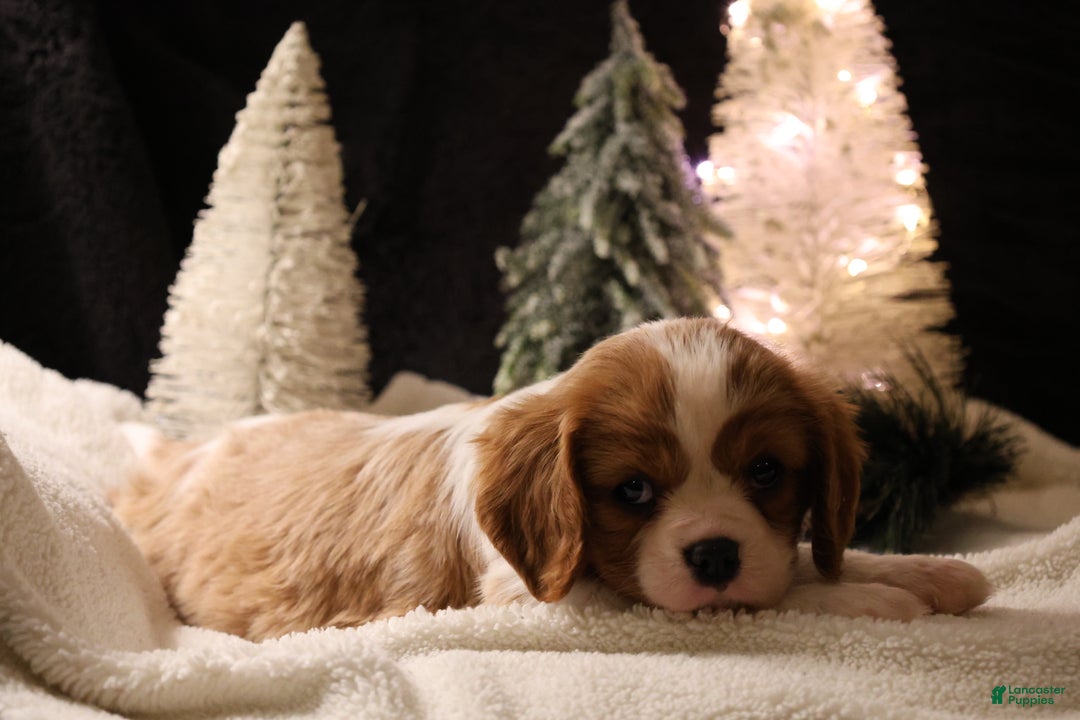 Cavalier King Charles Spaniel dogs for sale: Cinnamon - Ad 3