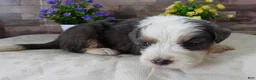 Mini Bernedoodle dogs for sale: #6 Male (Splash's) - Ad 3