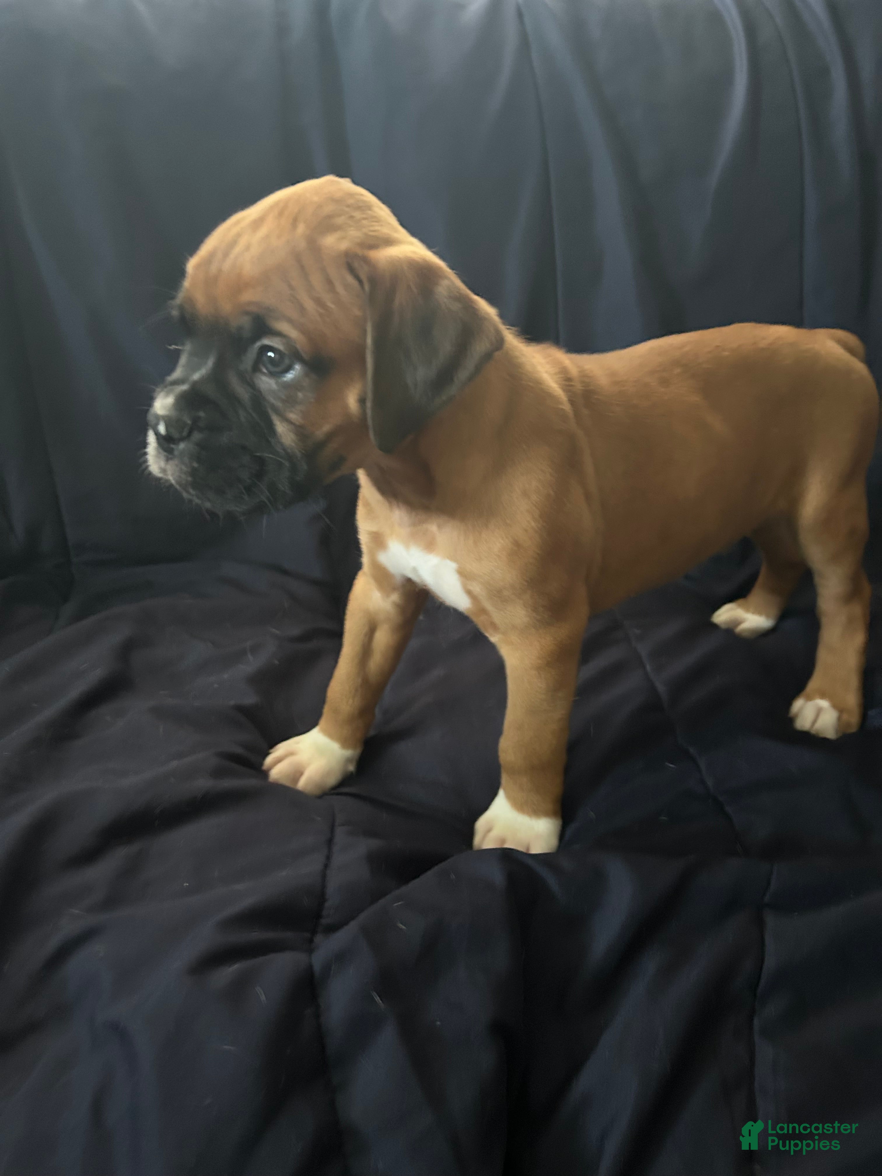 Boxer dogs Blueberry  - Ad 2