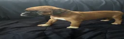 Boxer dogs for sale: Blueberry  - Ad 2