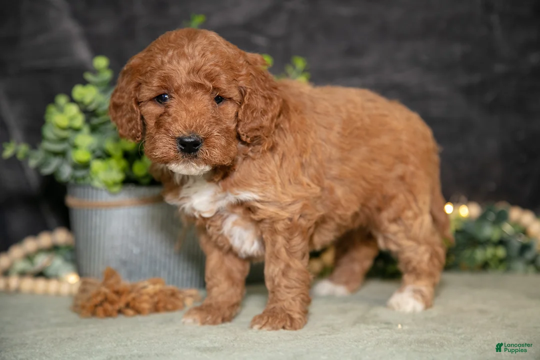 Miniature Poodle dogs for sale: Kaley - Ad 1