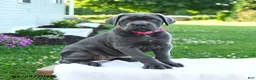 Cane Corso dogs for sale: Zara - Ad 3
