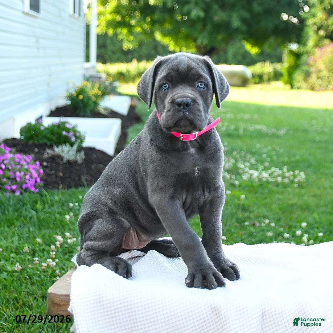 Cane Corso dogs for sale: Zara - Ad 3
