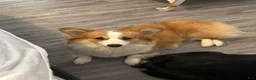 Welsh Corgi Pembroke dogs for sale: Welsh Corgi Pembroke Puppy 1 - Ad 2