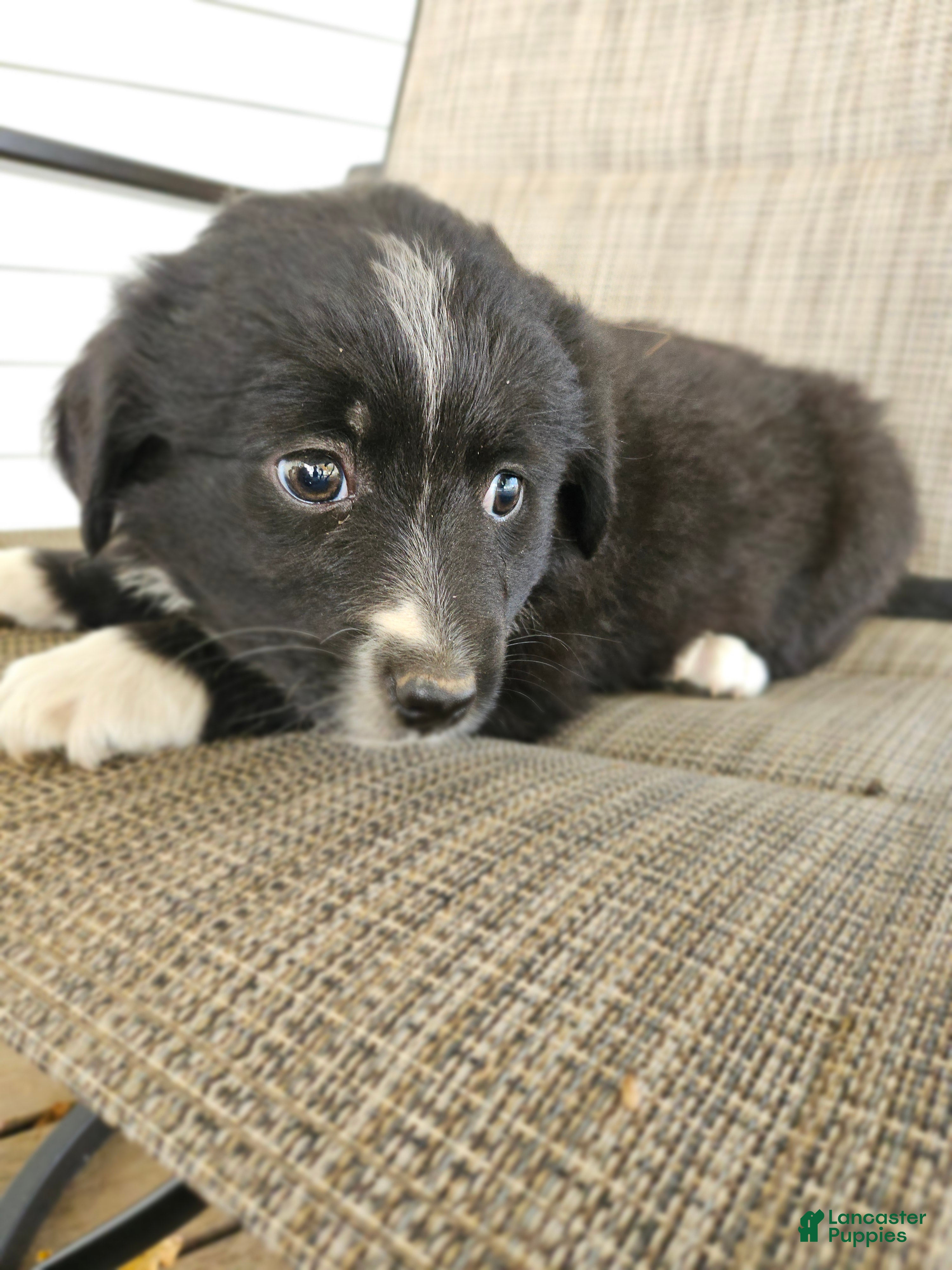 Mixed Breed dogs Female 4 - Ad 16