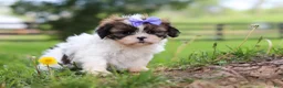 Shih Tzu dogs for sale: Sunny - Ad 3
