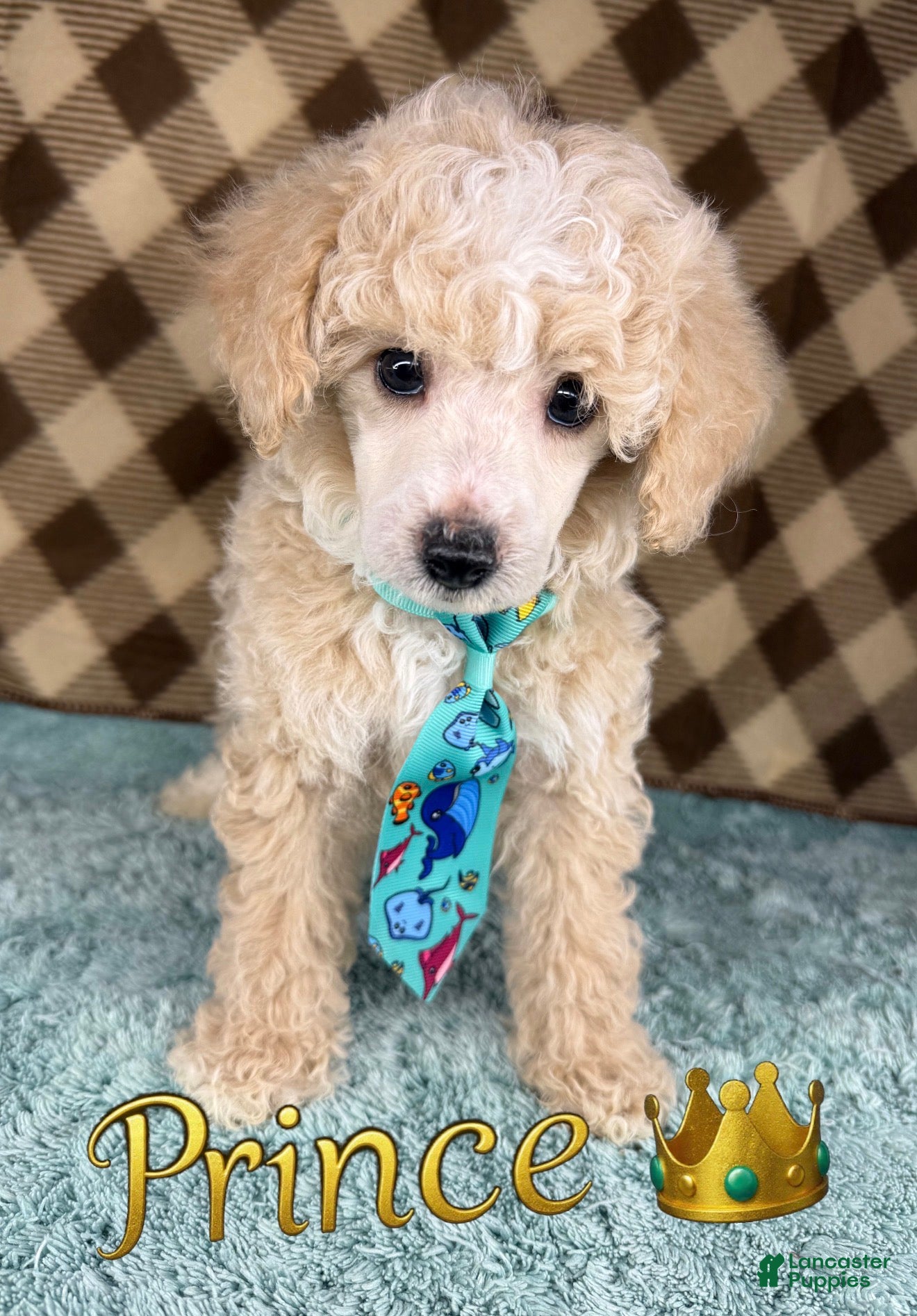 Toy Poodle dogs Prince (toy) - Ad 22