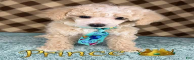 Prince (toy)
