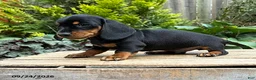 Dachshund dogs for sale: Thane - Ad 3