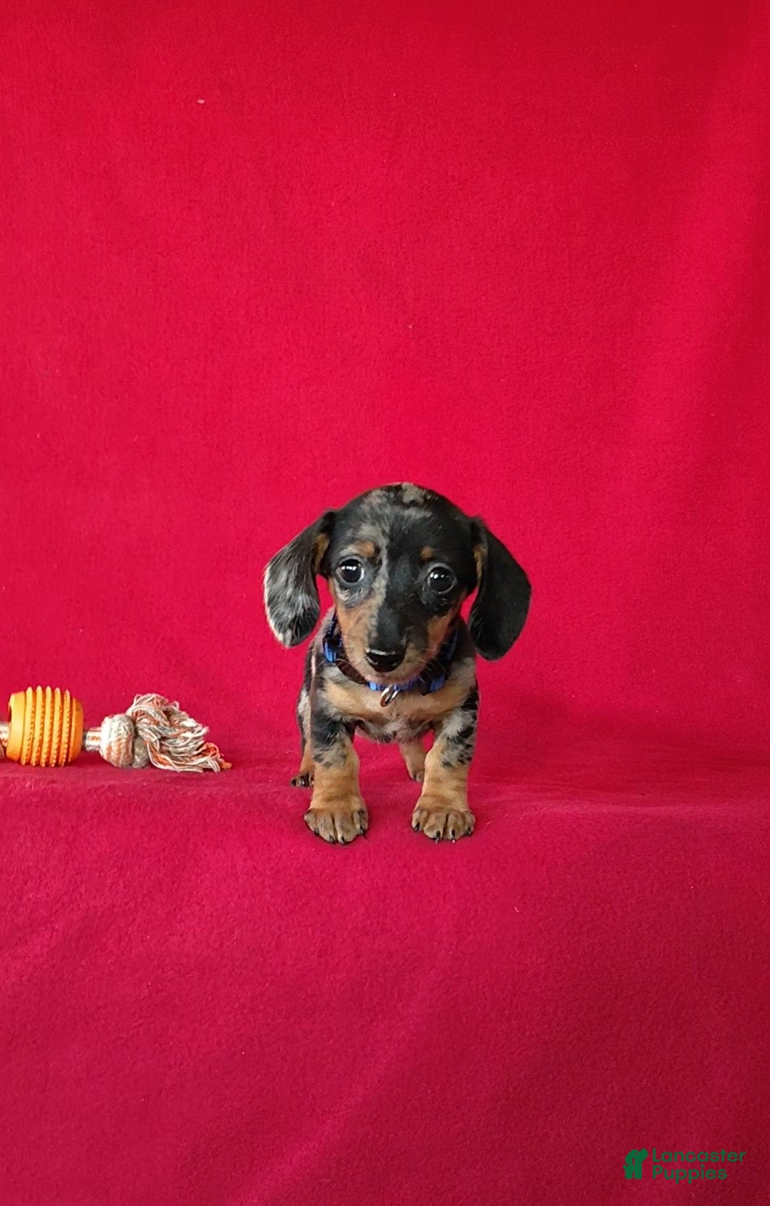 Miniature Dachshund dogs Talia - Ad 1
