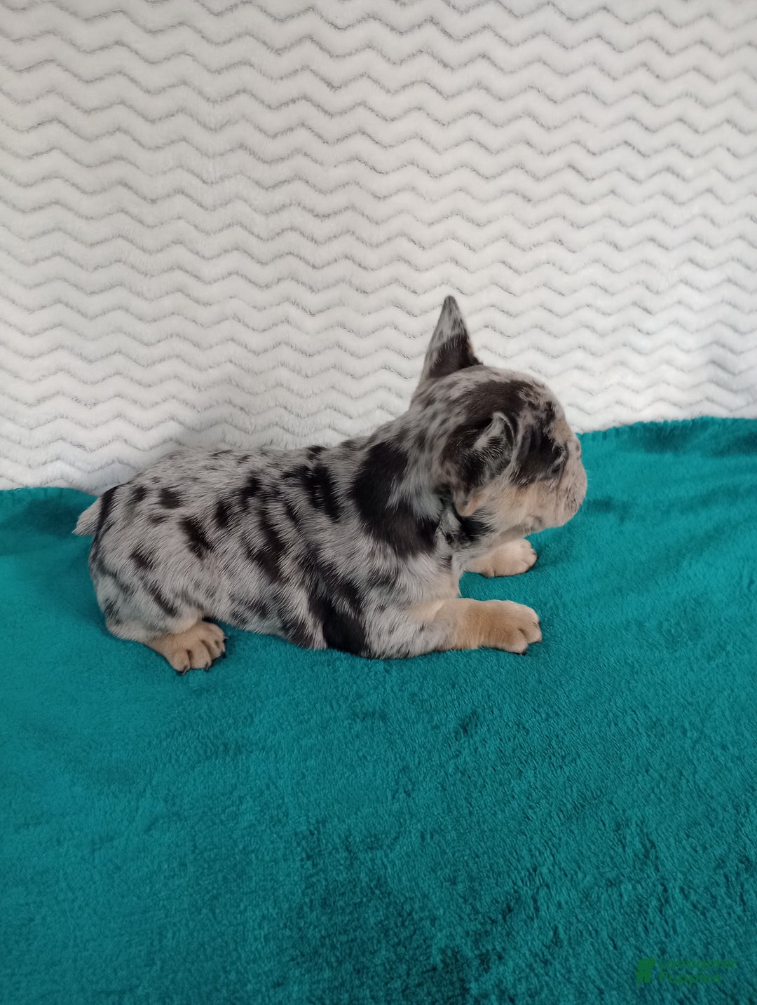 French Bulldog dogs for sale: Holly  - Ad 5