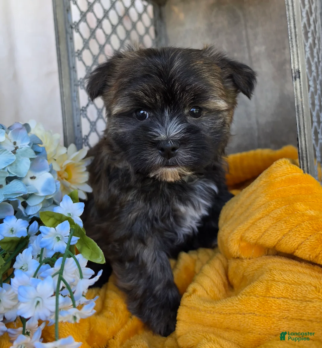 Morkie dogs for sale: Snickers - Ad 2